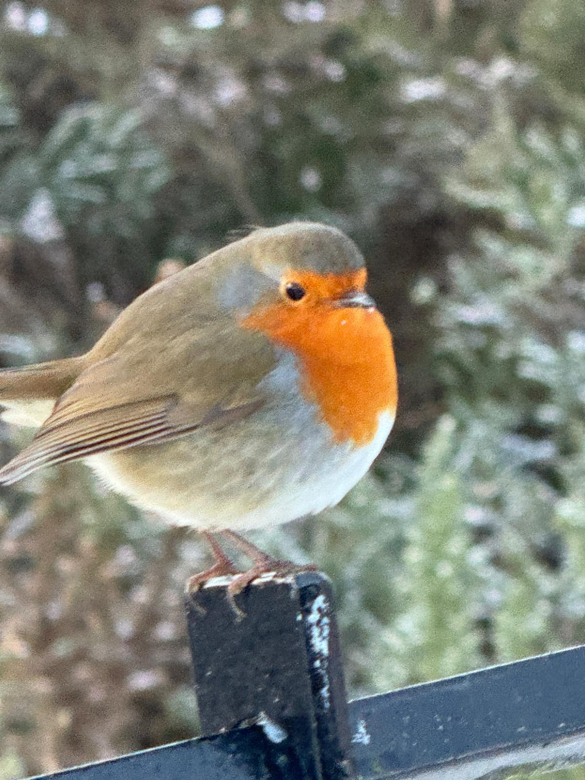 Robin bird symbolizing connection and remembrance for pet funeral ceremonies