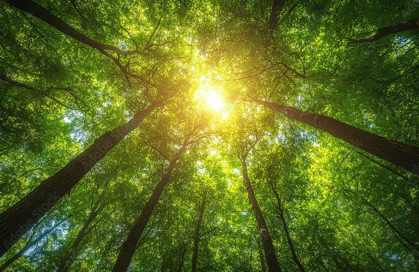 Natural woodland setting for ceremonial ashes scattering